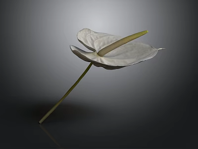 White Anthurium Plant With Green Stem On Dark Background Showing Reflection 3d model