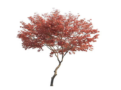 Ornamental Arbor With Lush Red Leaves And Slender Curved Trunk 3d model