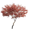 Ornamental Arbor With Lush Red Leaves And Slender Curved Trunk