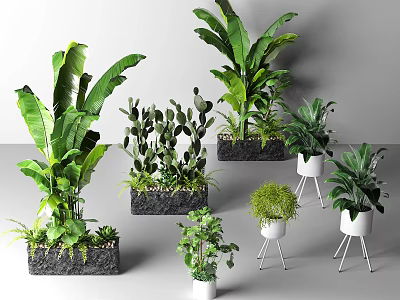 Various Indoor Potted Plants With Different Planters And Green Foliage for Home Decor 3d model