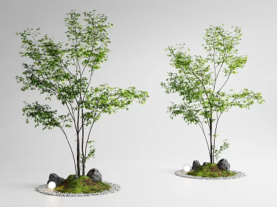 Maple landscape tree Acer acundum red maple hanging clock courtyard sketch landscape interior landscape arbor 3d model