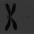 Vibrant Dragonfly With Black Wings And Green Body On Gray Background