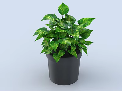 Green Variegated Bonsai Potted Plant With Lush Foliage In Black Decorative Pot 3d model