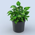 Green Variegated Bonsai Potted Plant With Lush Foliage In Black Decorative Pot