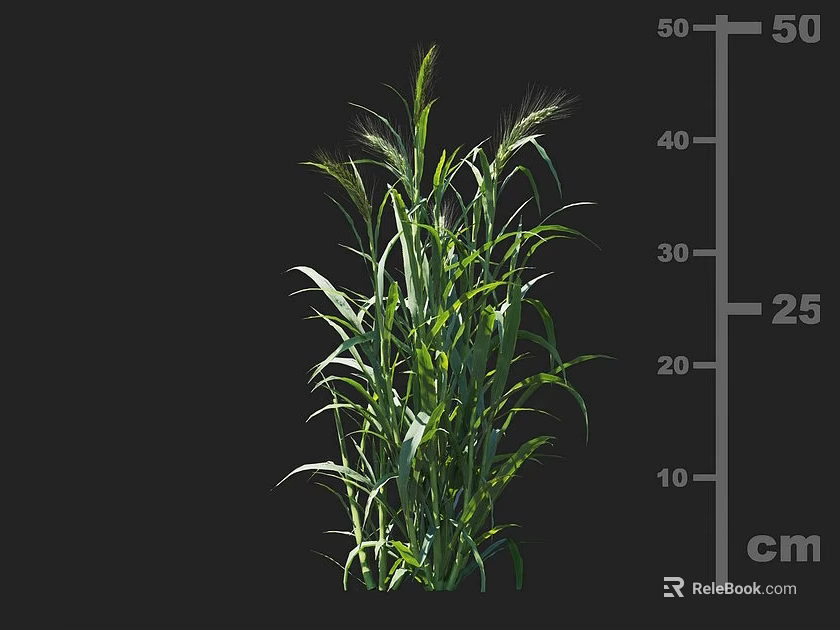 Healthy Green Crop Plant Growth With Lush Leaves And Measured Height In Centimeters 3d model 