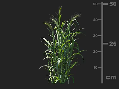 Healthy Green Crop Plant Growth With Lush Leaves And Measured Height In Centimeters 3d model