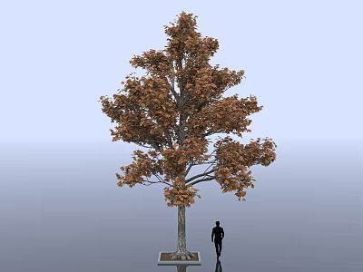 Deciduous Arbor With Brownish Red Leaves Trunk And Human Silhouette On Pedestal 3d model