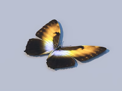 Yellow and Brown Butterfly with White Patches on Spread Wings Against Light Background 3d model