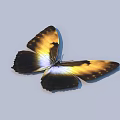 Yellow and Brown Butterfly with White Patches on Spread Wings Against Light Background