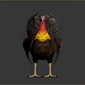Flying Turkey With Red Head Yellow Red Neck Brown Feathers Fanned Tail on Gray Background