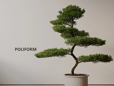 Elegant Bonsai Plant With Curved Trunk And Layered Branches In White Pot And Light Background 3d model
