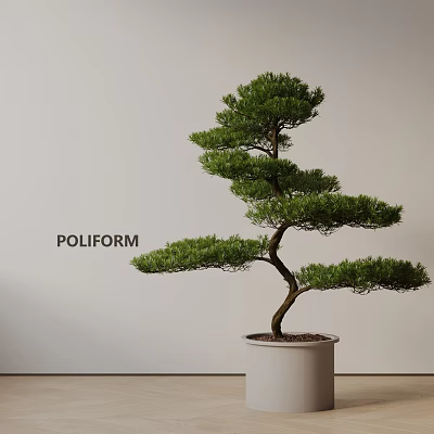 Elegant Bonsai Plant With Curved Trunk And Layered Branches In White Pot And Light Background 3d model