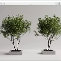 Tree Pool 3d model