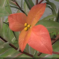 Vibrant Red Flower With Yellow Stamens And Lush Green Leaves