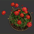 Blooming Red Flower Plant in Terracotta Pot with Green Leaves