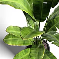 Bonsai Potted Plant With Lush Green Leaves In Modern Black Decorative Pot