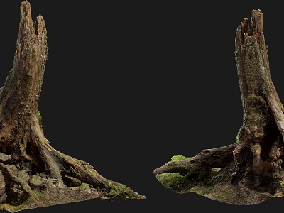 Natural Stone and Wood Tree Stumps with Moss Covered Roots in Outdoor Scene 3d model
