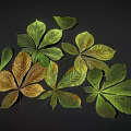 Various Colored Green Yellow Brown Leaves With Horse Chestnut Leaf Shape On Black Background