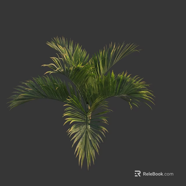 Lush Palm Tree with Green Feathery Leaves and Natural Tropical Foliage 3d model 