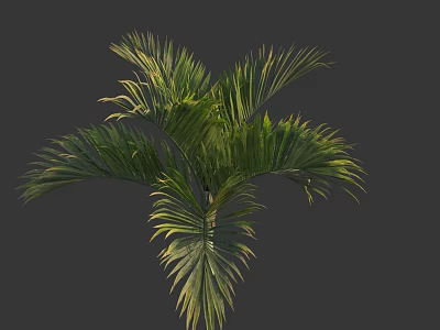 Lush Palm Tree with Green Feathery Leaves and Natural Tropical Foliage 3d model