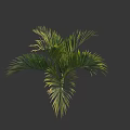 Lush Palm Tree with Green Feathery Leaves and Natural Tropical Foliage