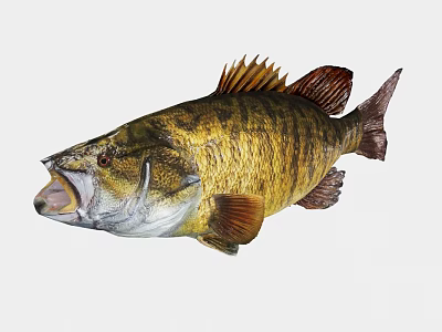 Largemouth Bass a Freshwater Aquatic Animal With Yellow Brown Stripes Open Mouth and Fins 3d model