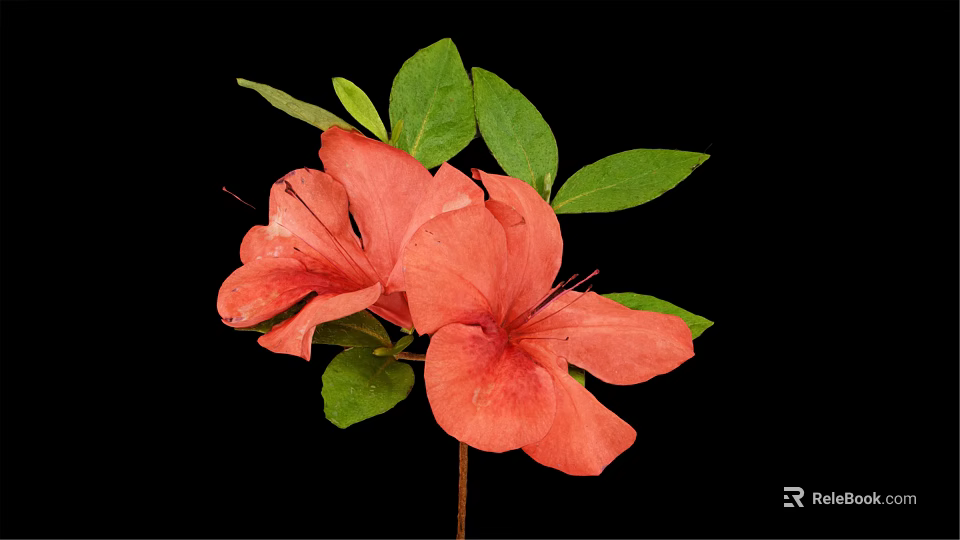 Pink Azalea Flowers With Green Leaves And Stem On Black Background 3d model 
