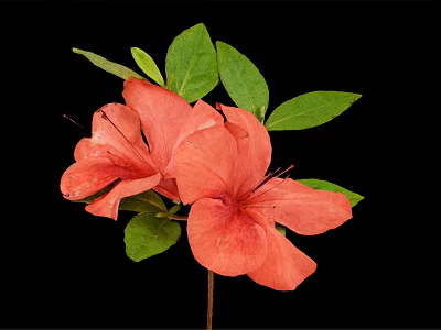 Pink Azalea Flowers With Green Leaves And Stem On Black Background 3d model