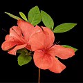 Pink Azalea Flowers With Green Leaves And Stem On Black Background