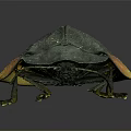 Dark Green Beetle With Orange Yellow Spots Oval Shaped Body Legs And Antennae