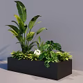 Lush Bonsai Potted Plant with Large Leaves and Ferns in Black Square Pot