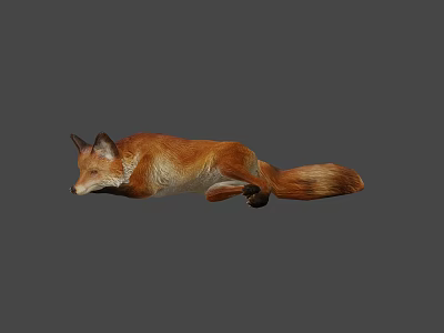 Realistic 3D Model of a Brown Fox Lying Down on Gray Background 3d model