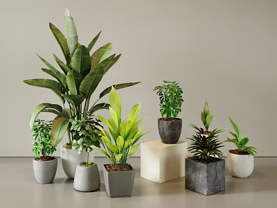 Various Bonsai Potted Plants Different Sizes Shapes Pots on White Gray Cube Pedestals Light Walls 3d model