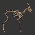 Skeleton Goat Skeleton Goat Skeleton Sheep Skeleton 3d model