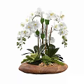 White Orchid Bonsai Plant with Green Leaves and Wooden Base Featuring Small Stones and Moss