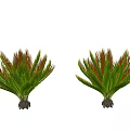 Two Tropical Trees with Green Fronds and Red Edges Isolated on White Background
