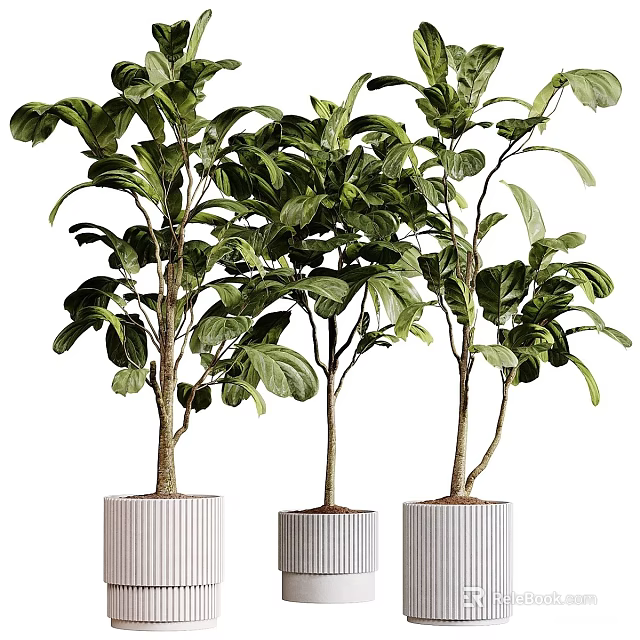 Three Potted Bonsai Trees With Lush Green Leaves In White Planters 3d model 