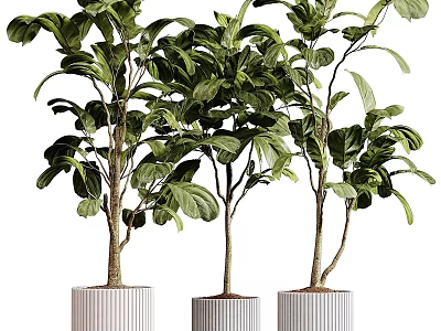 Three Potted Bonsai Trees With Lush Green Leaves In White Planters 3d model