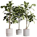 Three Potted Bonsai Trees With Lush Green Leaves In White Planters