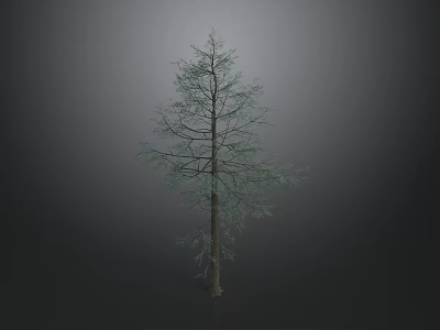 Tall Tree With Slender Trunk And Sparse Green Needles On Gray Background 3d model