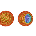 Virus Structure External View And Internal Cross Section With Orange Spikes And Blue Purple Particles
