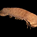 modern peacock mantis shrimp 3d model