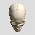 Human Male Skull Anatomical Model Showing Detailed Bone Structure And Features