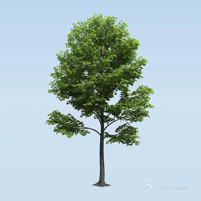 Tall Arbor Tree With Lush Green Leaves Against Blue Sky Background 3d model 