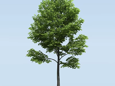 Tall Arbor Tree With Lush Green Leaves Against Blue Sky Background 3d model