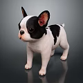 Adorable Black And White French Bulldog Puppy Standing On Shiny Surface