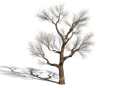 Tall Leafless Deciduous Tree With Spreading Branches Thick Trunk And Shadow On Ground 3d model