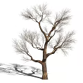 Tall Leafless Deciduous Tree With Spreading Branches Thick Trunk And Shadow On Ground