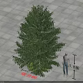 Ylang Ylang Tree with Human Figure for Scale 1.85 Meters Height on Square Tile Floor
