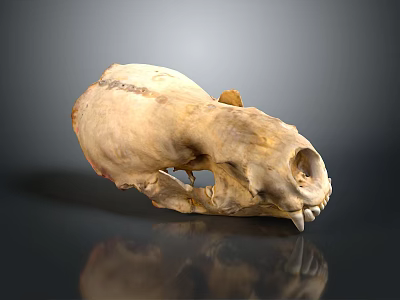 Animal Skull With Residual Hair And Visible Bone Structure On Reflective Background 3d model